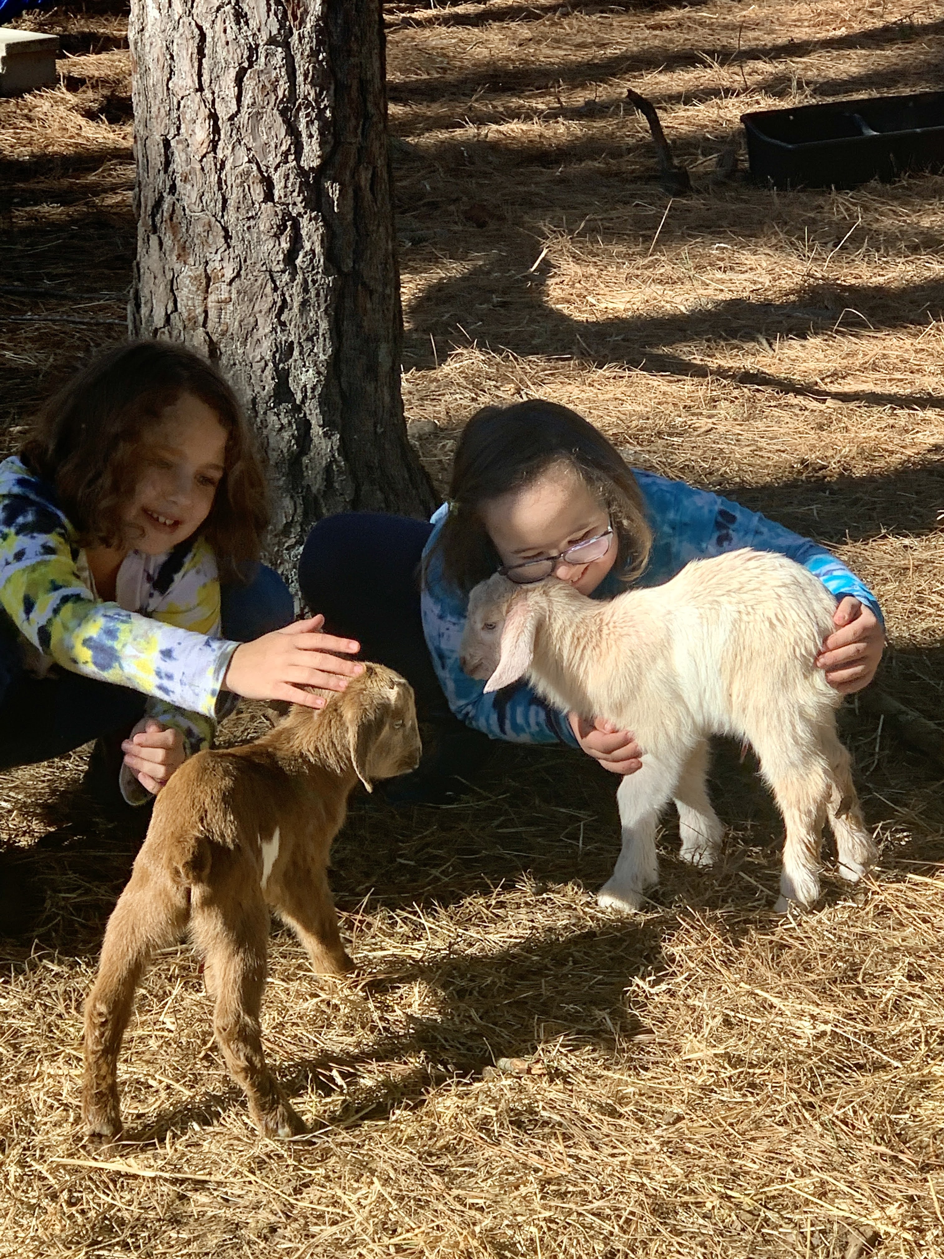 baby goats